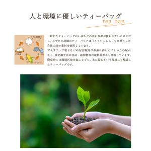 お中元 2026 ギフト 和紅茶 水出し 植物...の詳細画像2