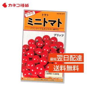 ミニトマト 種 矮性種 コンパクトで栽培しやすい...の商品画像