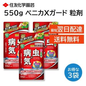 いちご 苗 ビッグハニー 販売 大粒 病気に強い ジャンボプランター