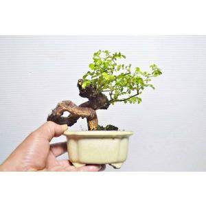 ★写真更新 極上 野バラ 盆栽 小品 極太 野茨...の商品画像