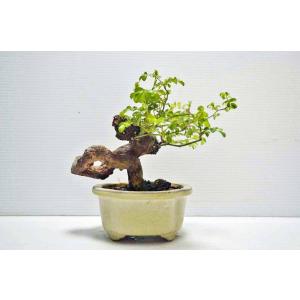 ★写真更新 極上 野バラ 盆栽 小品 極太 野...の詳細画像1