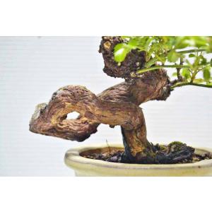 ★写真更新 極上 野バラ 盆栽 小品 極太 野...の詳細画像2