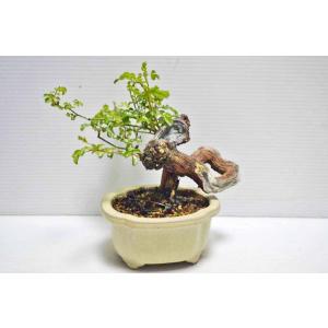 ★写真更新 極上 野バラ 盆栽 小品 極太 野...の詳細画像4