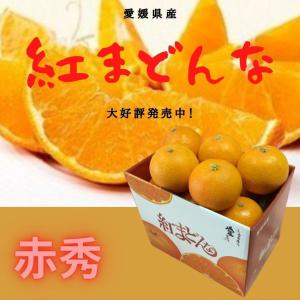 「お歳暮 」みかん 紅まどんな 【赤秀】 約1.5kg(サイズおまかせ ）JA全農えひめのオリジナル品種　　現在予約受付中・発送は12月上旬から。｜ふるさと物産品 有限会社もも屋