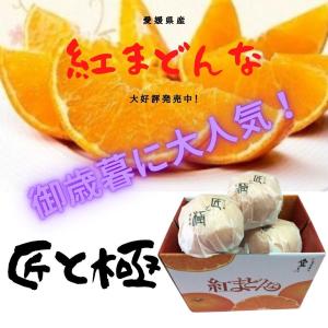 大人気NO1!「お歳暮 」みかん 紅まどんな 【匠と極】(5〜8個入り) 約1.5kg   JA全農えひめのオリジナル品種　　現在予約受付中・発送は12月上旬から。｜ふるさと物産品 有限会社もも屋