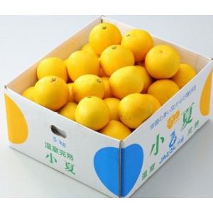 みかん 小夏　ニューサマーオレンジ「秀」　 L〜2L（約5kg） 高知産  まっこと旨い！ 南国の太陽を浴びて育った甘くて新鮮な柑橘