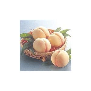 冷蔵）青森の天然山菜「根曲がり竹」（細竹・チシマザサ）約2kg[佐々木