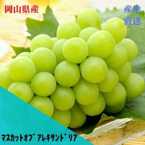 ★予約販売★発送は6月上旬【産直品】ぶどう 「岡山県産」マスカットオブアレキサンドリア 【特秀】 約600g×1房 　【送料無料※但し北海道沖縄・別途1500円】
