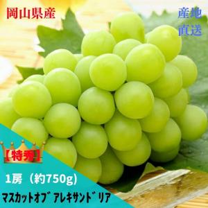 ★予約販売★発送は6月上旬【産直品】ぶどう「岡山県産」 マスカットオブアレキサンドリア 【特秀】 約700g×1房　【送料無料※但し北海道沖縄・別途1500円】
