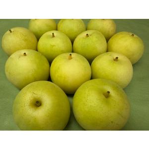 梨 二十世紀梨【赤秀】約5kg(4L・12個入り) JA鳥取 発送は9月上旬から