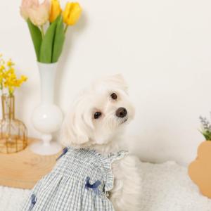 moncheri モンシェリ 犬 服 ドッグウ...の詳細画像2