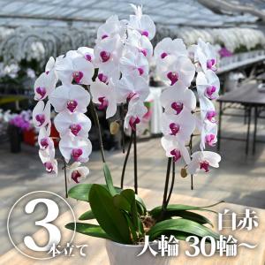胡蝶蘭 白(3本立ち) ｜ 花 鉢植え 蘭 らん ラン コチョウラン ギフト