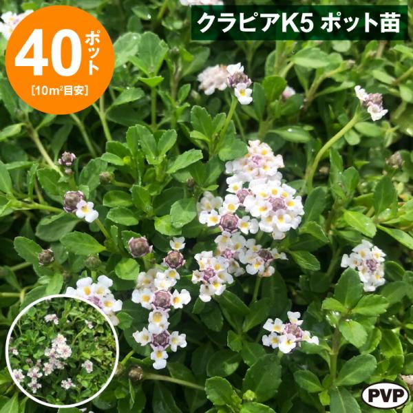 クラピアK5 ポット苗 40個セット　送料無料 苗 花木 ポット苗 / 1215-70007501【...