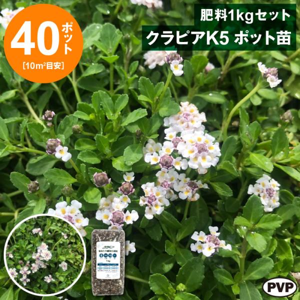 クラピアK5　ポット苗40個＋肥料1kgセット　送料無料 苗 花木 ポット苗 / 1215-7000...