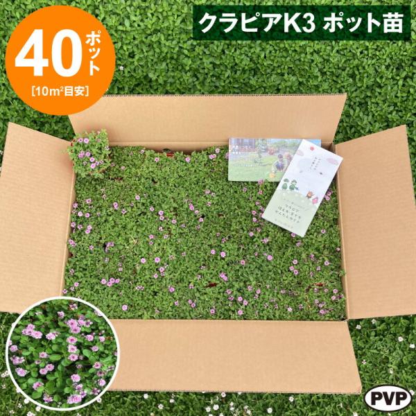 クラピアK3 ポット苗 40個セット　送料無料 苗 花木 ポット苗 / 1215-70007505【...