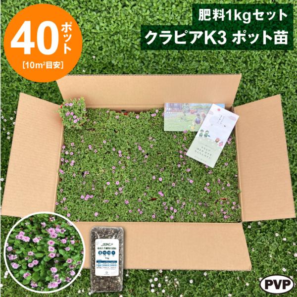 クラピアK3　ポット苗40個＋肥料1kgセット　送料無料 苗 花木 ポット苗 / 1215-7000...