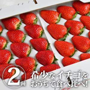 スカイベリー・とちひめ食べ比べセット（アサヒファーム）