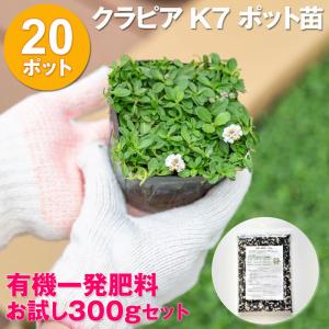 【送料無料】クラピア K7 ポット苗 20 ポット＋肥料 300g セット　芝 苗 花木 ポット苗【WS】｜monmiya