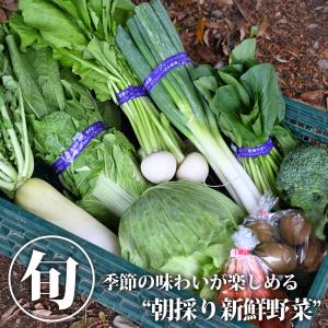 【送料無料】【クーポン利用で30％OFF】【江戸時代から続く伝統農業】松本農園から直送☆旬の野菜詰め合せ｜日本産 国産 栃木産 栃木県産【TSM】