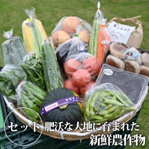 【送料無料】【クーポン利用で30％OFF】季節の野菜詰め合わせ＆お米のセット　栃木県産 夏野菜 旬野菜 米 新鮮 フレッシュ 国産【TSM】