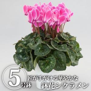 【送料無料】【クーポン利用で30％OFF】シクラメン5号鉢｜鉢植え 鉢花 花 華 はな 季節の花 イッセイ花園 国産 栃木県産【TSM】