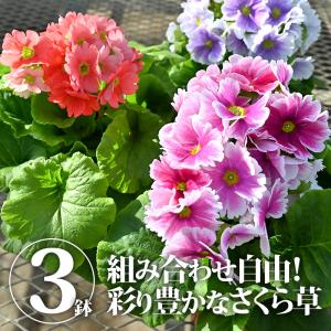 【送料無料】【クーポン利用で30％OFF】さくら草（プリムラ オブコニカ）【TSM】