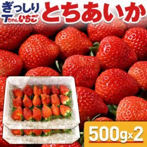 いちご 苺 イチゴ とちあいか ぎっしり詰め1.2kg x 1箱 ／T