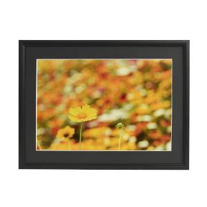 フジカラー 写真用アルミ額縁 A300 6切 5枚 Amazon.co.jp: FUJICOLOR 額縁 A300 全紙 アルミ ブラック 39682