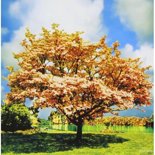 CD/一青窈/ハナミズキ