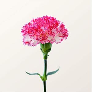 TOMOO Blink CD : EastRiverrr-shop - 通販 - Yahoo!ショッピング