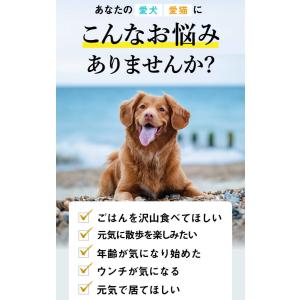 犬用 猫用 ペット サプリメント コルディG1...の詳細画像2