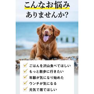 犬用 猫用 ペット サプリメント コルディG ...の詳細画像2