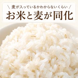 米粒麦 600g×5袋 国内産もち麦100% ...の詳細画像5