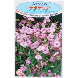 �y�^�l�z�T�|�i���A �s���N�r���[�e�B�[ ���ԉ� 913454