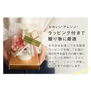 CT触媒 カーネーションポット(S) ラッピン...の詳細画像5