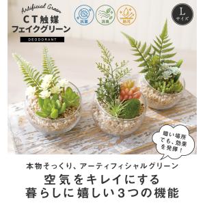 CT触媒 テラリウム ガラスポット 寄せ植え ...の詳細画像1