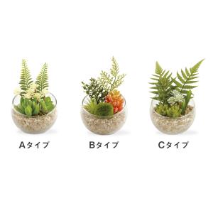 CT触媒 テラリウム ガラスポット 寄せ植え ...の詳細画像2