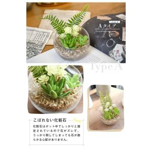 CT触媒 テラリウム ガラスポット 寄せ植え ...の詳細画像4
