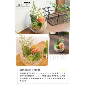 CT触媒 テラリウム ガラスポット 寄せ植え ...の詳細画像5