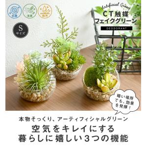 CT触媒 テラリウム ガラスポット 寄せ植え ...の詳細画像1