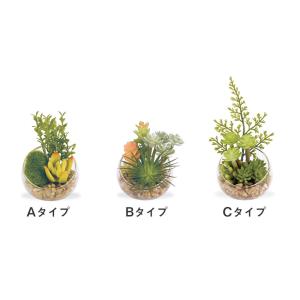 CT触媒 テラリウム ガラスポット 寄せ植え ...の詳細画像2