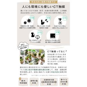 CT触媒 テラリウム ガラスポット 寄せ植え ...の詳細画像3