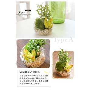 CT触媒 テラリウム ガラスポット 寄せ植え ...の詳細画像4