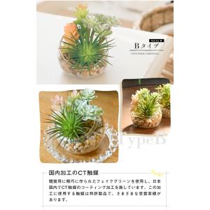 CT触媒 テラリウム ガラスポット 寄せ植え ...の詳細画像5