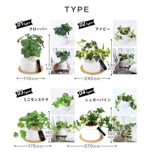 CT触媒 フェイクグリーン 陶器鉢(M) コル...の詳細画像1
