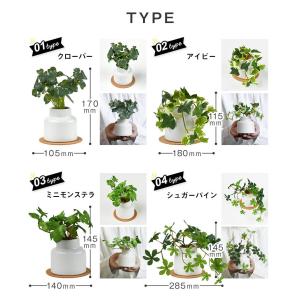 CT触媒 フェイクグリーン 陶器鉢(S) コル...の詳細画像1