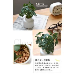 CT触媒 フェイクグリーン 陶器鉢(S) コル...の詳細画像4
