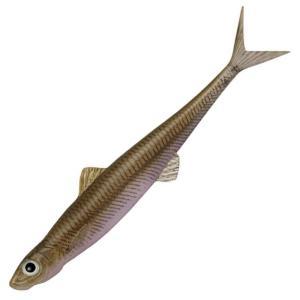 【全12色】エバーグリーン ラストエース 80F EVERGREEN Last Ace 97スーパー...