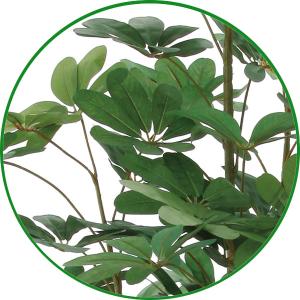光触媒 観葉植物 フェイクグリーン 人工観葉植...の詳細画像2