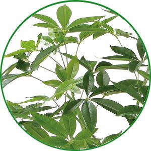 フェイクグリーン 人工観葉植物 大型 光触媒 ...の詳細画像2